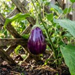 do eggplants require trellising