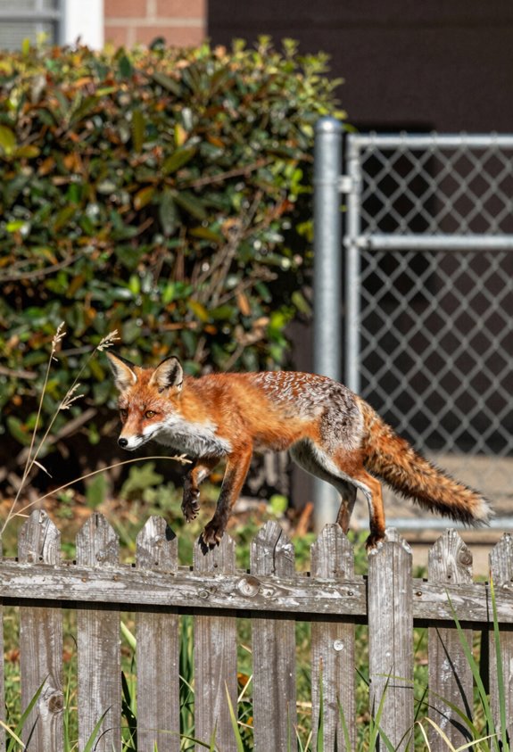foxes scale climb exploit gaps